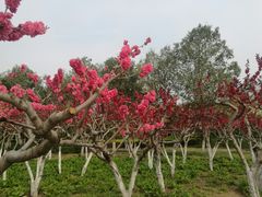 景点-郑州植物园