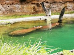 -奥兰多迪士尼动物王国乐园