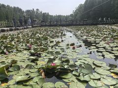 -溱湖国家湿地公园