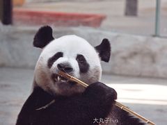 -栾川竹海野生动物园