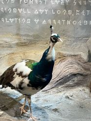 -Zoolung Zoolung动物主题公园(海信广场店)