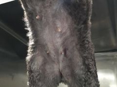 -荣耀金沙动物医院(清江西路店)