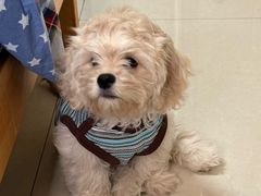 -pd派德宠物中心医院24H急重症·眼科中心·血液透析中心(嵩山北路店)