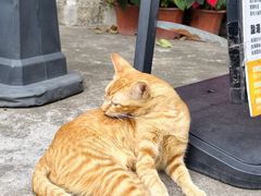 -颓记茶餐厅(美景总店)