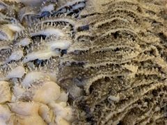 -八先生涮肉房(三里河店)