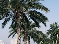 -野狸岛