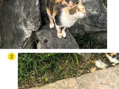 -秋霞圃