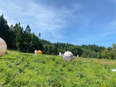 -武陵山森林公园