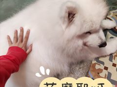 -more than meow吴止猫主题餐厅(承德 中船汇店)