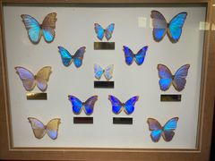 -上海昆虫博物馆