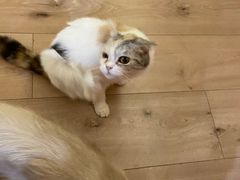 -Bastet sally猫舍购宠(静安店)
