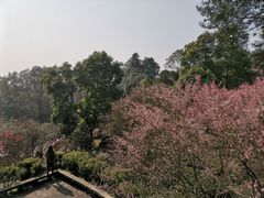 -南山植物园