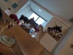 -Husky Go! 哈士奇体验馆·宠物咖啡厅狗咖