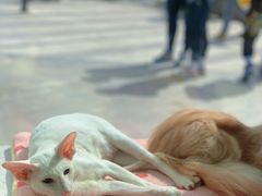 -飞行喵MR PILOT|猫舍·猫咖(静安大融城店)