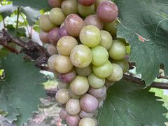 -马陆小张葡萄园农家乐