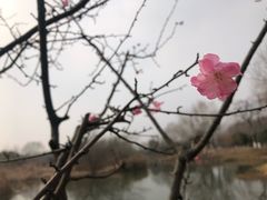 -梁鸿国家湿地公园