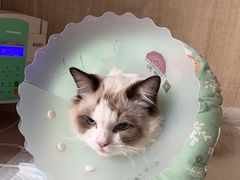 -北京观赏动物医院·24小时大型综合·猫专科·异宠专科