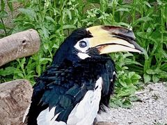 -上海野生动物园