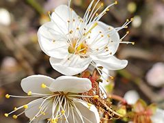 -广州市流溪河国家森林公园