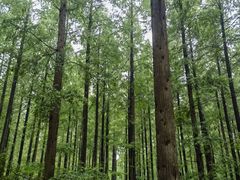 -黄海国家森林公园