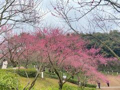 -重庆彩云湖湿地公园