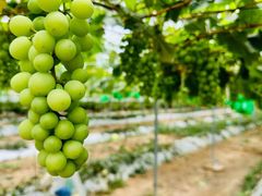 -海堤葡萄园中小学生研学基地