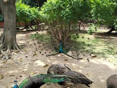 -广州长隆飞鸟乐园