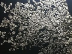 -武汉大学-樱园