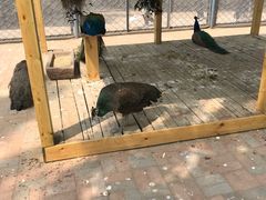 -长白岛森林公园