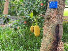 -中国科学院西双版纳热带植物园