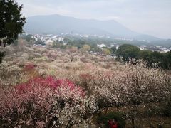 -香雪海