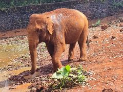 -海南热带野生动植物园