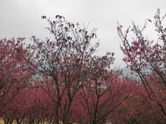 -牛岗山公园