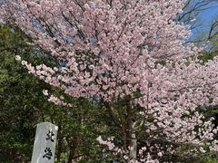 -北海道神宫