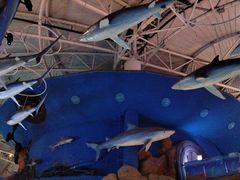 -烟台海昌鲸鲨海洋公园