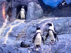 -暹罗海洋世界