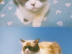 -猫色咖啡·猫咖