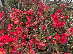 -龙大花卉苗木市场