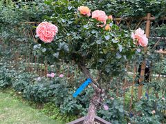 -人民公园(罗湖区)