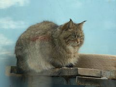 -青藏高原野生动物园