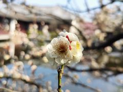 -艺圃