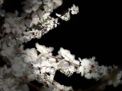 -桃花堤公园