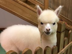 -藦茜花园宠物主题亲子互动体验馆(国顺东路店)