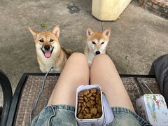 -柴犬高等学院·狗咖·柴犬售卖·宠物训练