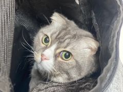 -瑞派康怡24h宠物医院·犬猫医疗中心·微创绝育(瑞景分院)