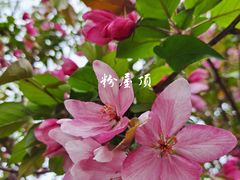 -海棠花溪(元大都城垣遗址公园)