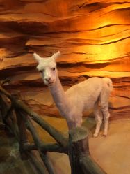 -酷嗒动物文化乐园(cutezoo西溪乐天城店)