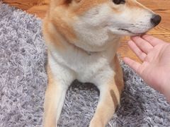 -柴务处·柴犬主题狗咖