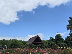 -上海滨江森林公园