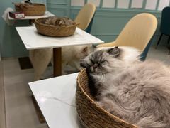 -安格丽娜·狗咖·猫咖羊驼咖(春熙路百盛商场店)